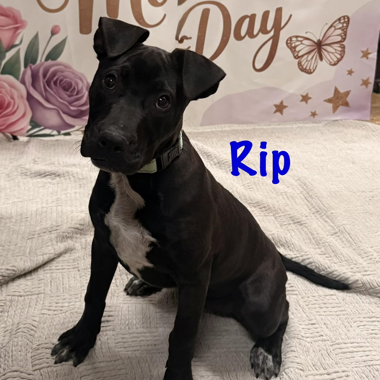 Rip, a Adoptable mixed breed in Albany, NY image 6/6