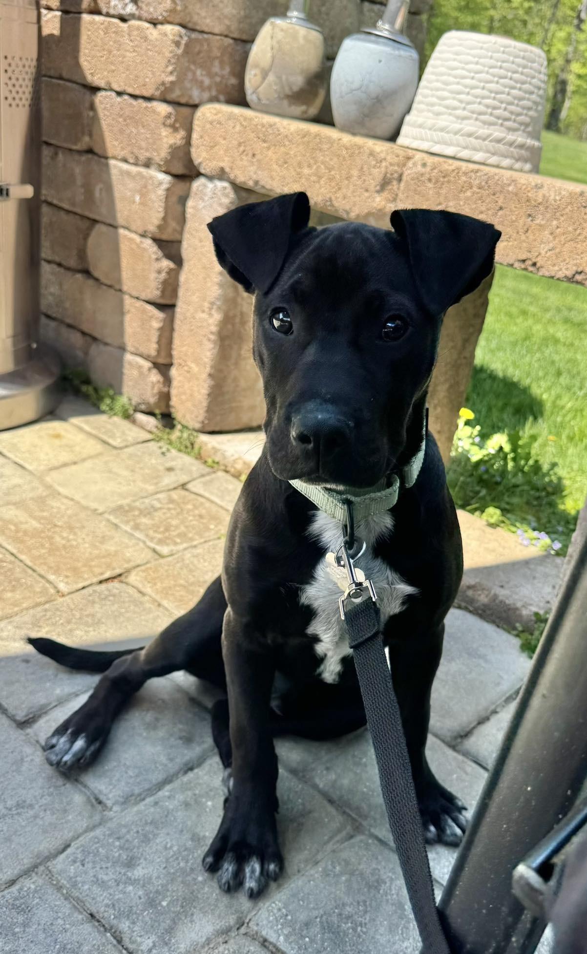 Rip, a Adoptable mixed breed in Albany, NY image 2/6