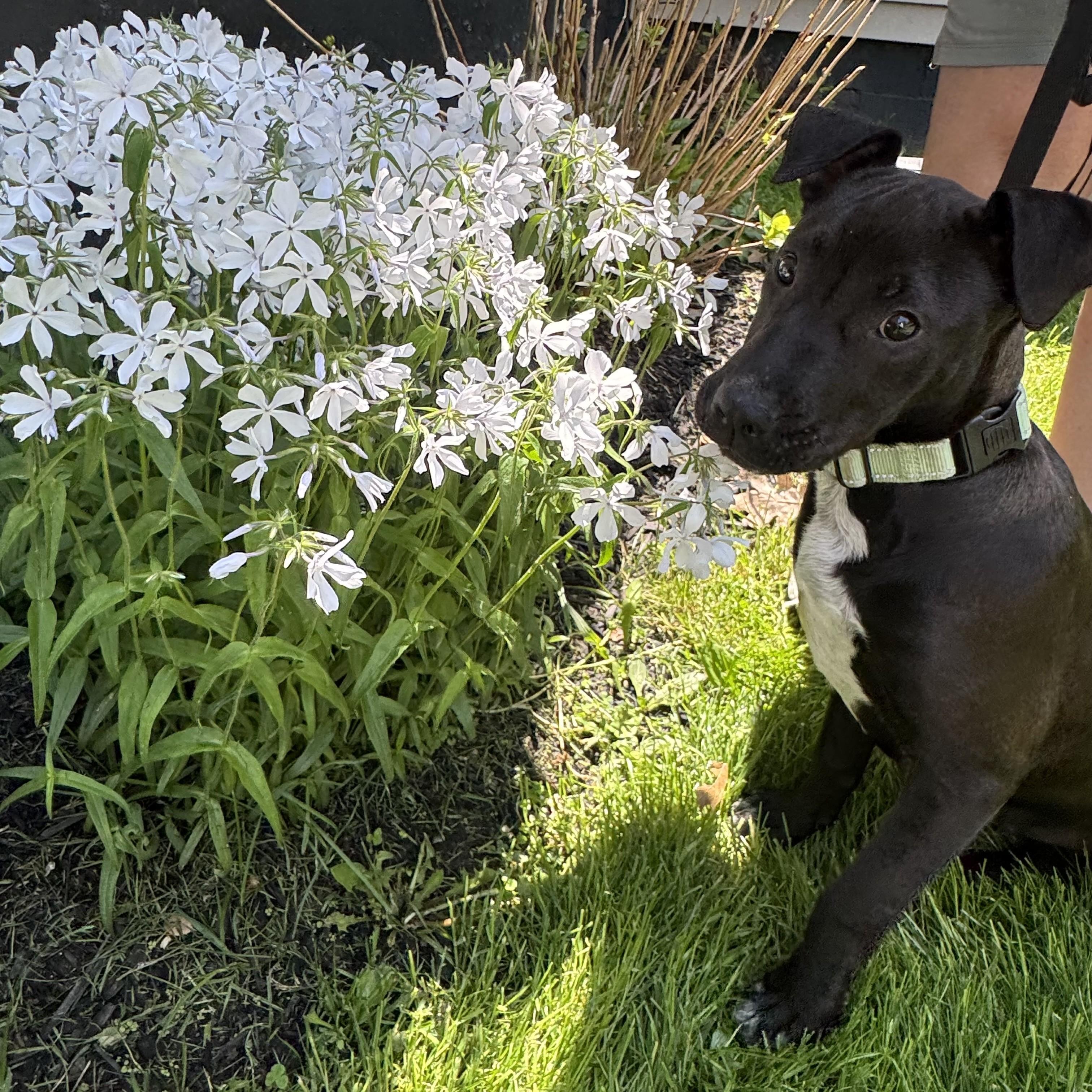 Rip, a Adoptable mixed breed in Albany, NY image 4/6