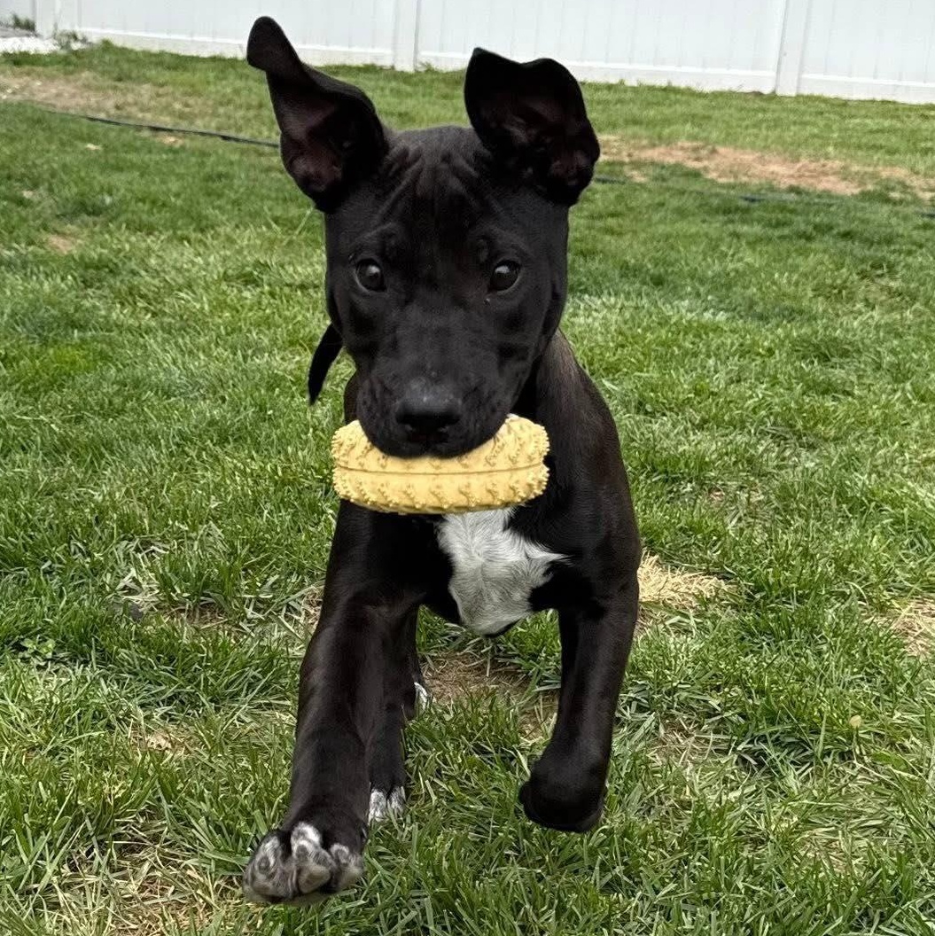 Rip, a Adoptable mixed breed in Albany, NY image 1/6