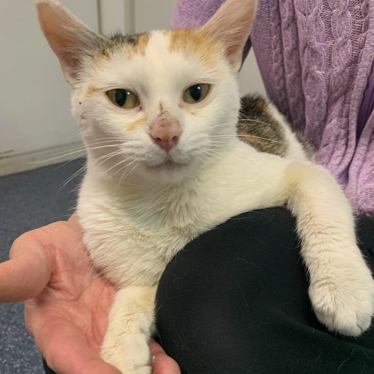 Maya, Adoptable, Adult Female Domestic Short Hair.