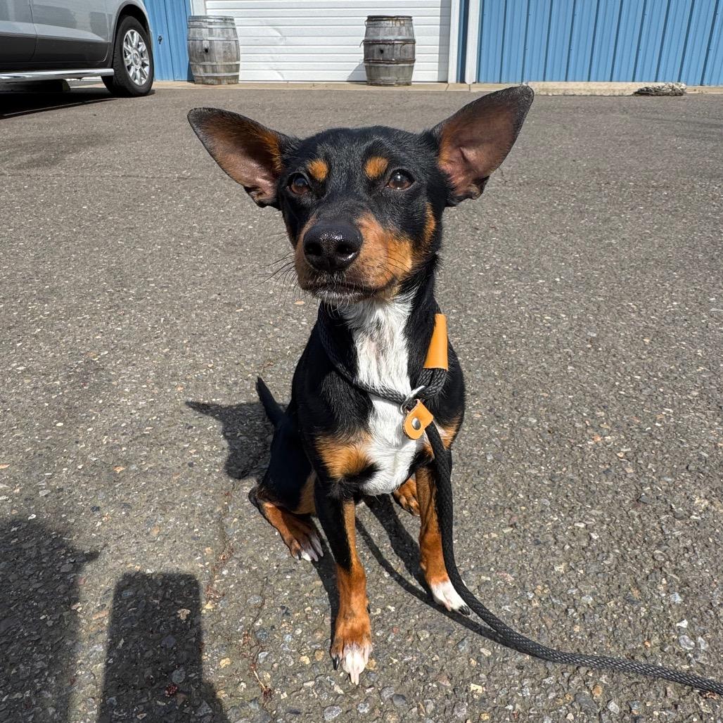 Enlarge Biscuit, a Adoptable mixed breed in Newberg, OR image 1/6