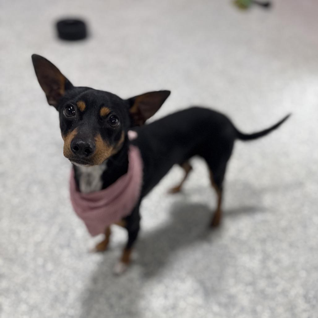 Enlarge Biscuit, a Adoptable mixed breed in Newberg, OR image 2/6