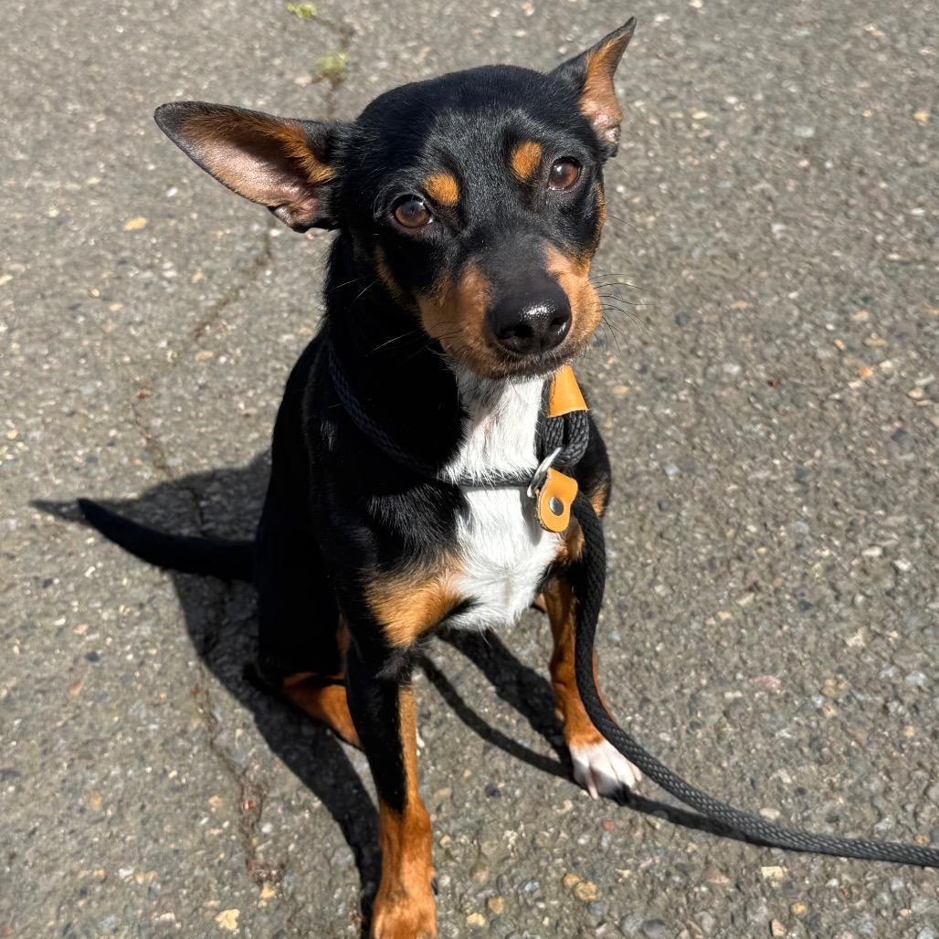 Enlarge Biscuit, a Adoptable mixed breed in Newberg, OR image 3/6