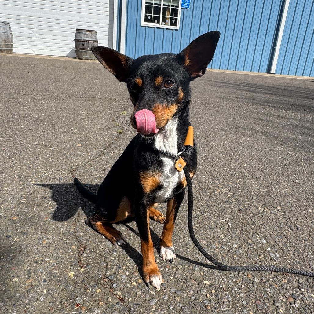 Enlarge Biscuit, a Adoptable mixed breed in Newberg, OR image 4/6