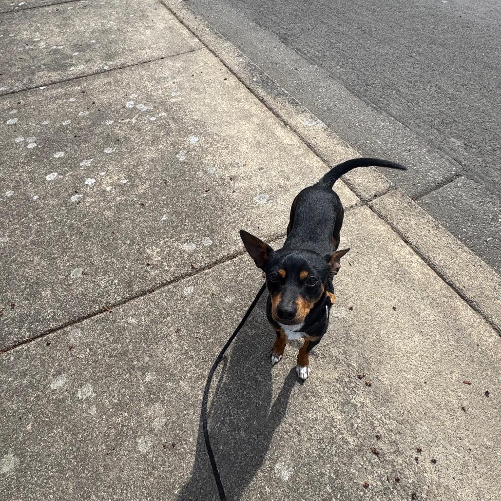 Enlarge Biscuit, a Adoptable mixed breed in Newberg, OR image 5/6