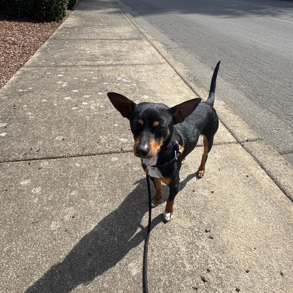 Enlarge Biscuit, a Adoptable mixed breed in Newberg, OR image 6/6