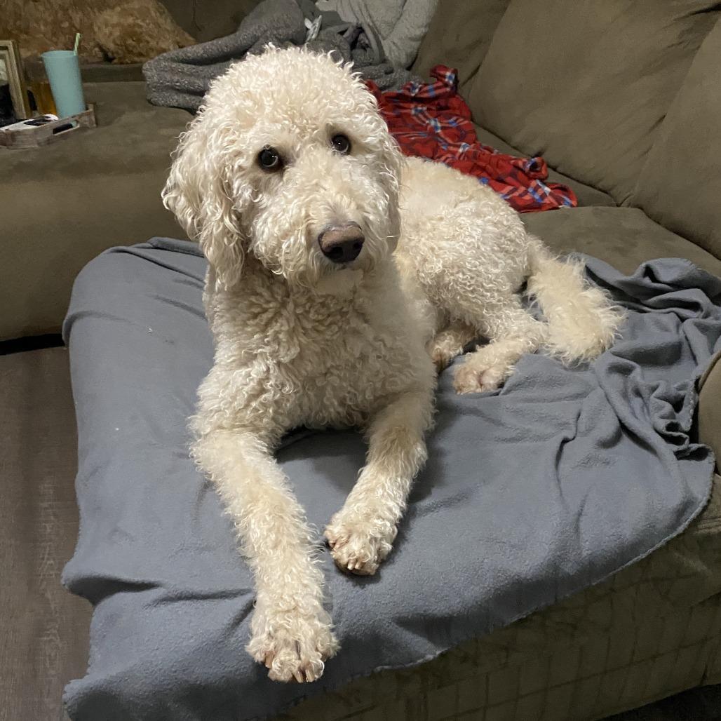 Enlarge Remington (Remi) - Home to Home, a Adoptable mixed breed in South Elgin, IL image 1/6