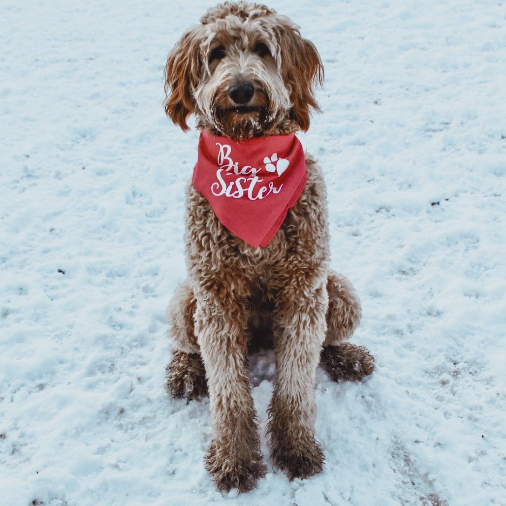 Enlarge Remington (Remi) - Home to Home, a Adoptable mixed breed in South Elgin, IL image 2/6