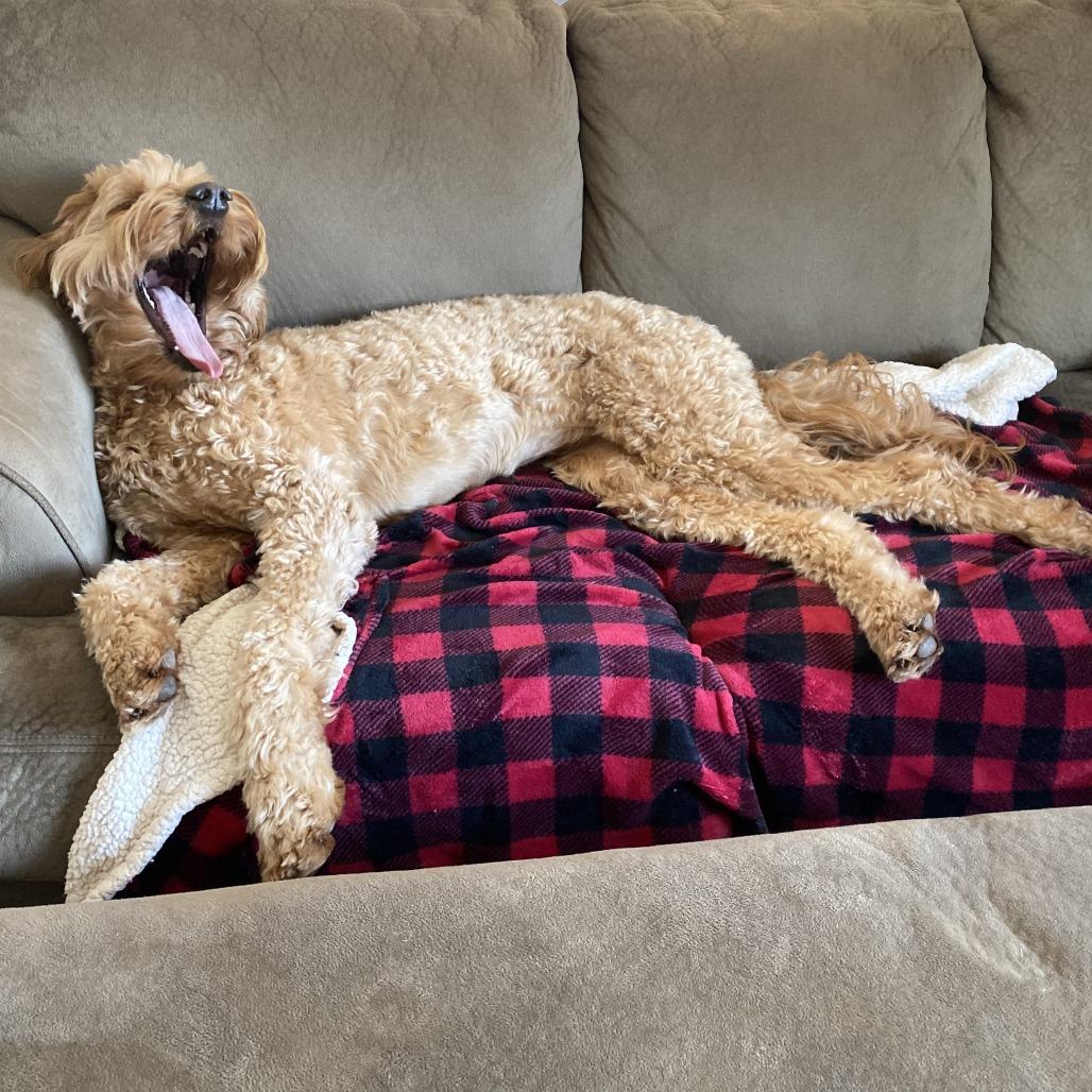 Enlarge Remington (Remi) - Home to Home, a Adoptable mixed breed in South Elgin, IL image 3/6