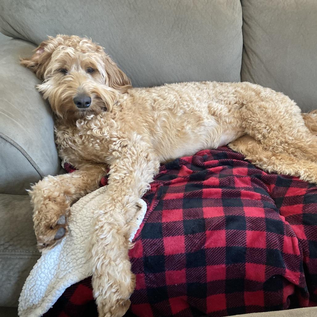 Enlarge Remington (Remi) - Home to Home, a Adoptable mixed breed in South Elgin, IL image 4/6