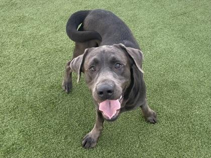 Enlarge Dreyfuss, a Adoptable mixed breed in Independence, MO image 1/3