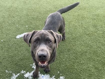 Enlarge Dreyfuss, a Adoptable mixed breed in Independence, MO image 2/3