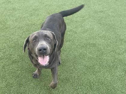 Enlarge Dreyfuss, a Adoptable mixed breed in Independence, MO image 3/3