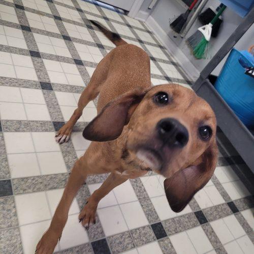 Agnes 5851 D, a Adoptable mixed breed in Frankfort, KY image 1/6