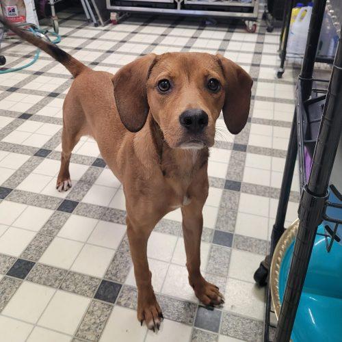 Agnes 5851 D, a Adoptable mixed breed in Frankfort, KY image 2/6
