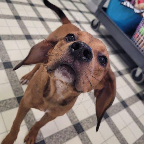 Agnes 5851 D, a Adoptable mixed breed in Frankfort, KY image 3/6