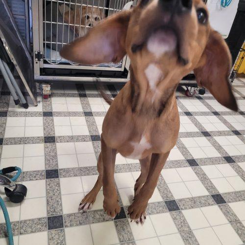Agnes 5851 D, a Adoptable mixed breed in Frankfort, KY image 4/6