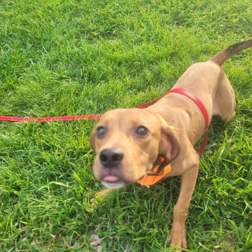 Agnes 5851 D, a Adoptable mixed breed in Frankfort, KY image 6/6