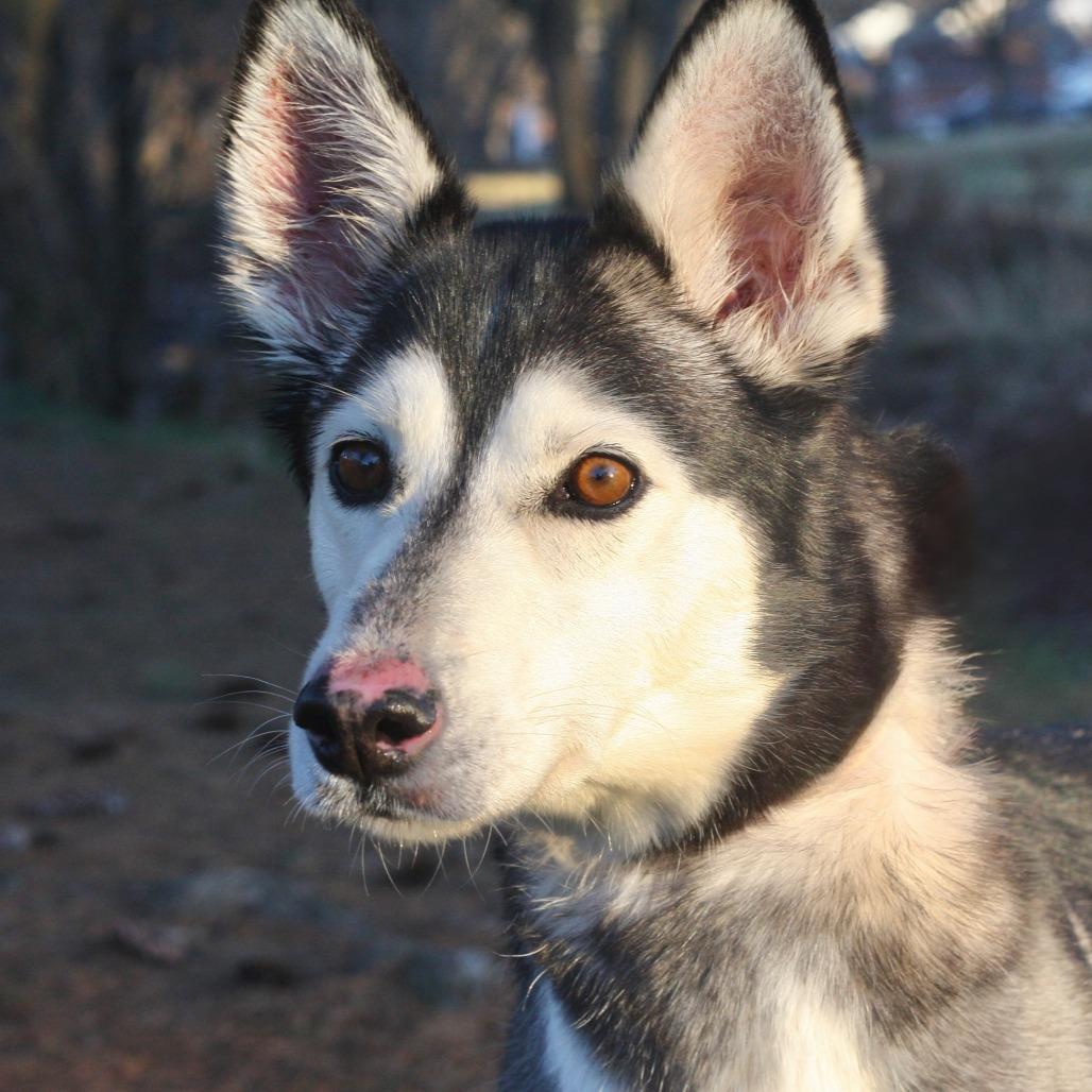 Enlarge Mishka, a Adoptable Siberian Husky in Allentown, PA image 1/2