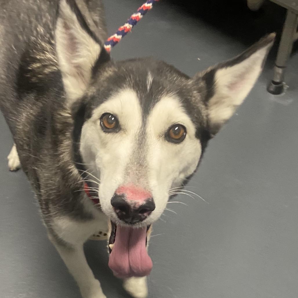 Enlarge Mishka, a Adoptable Siberian Husky in Allentown, PA image 2/2