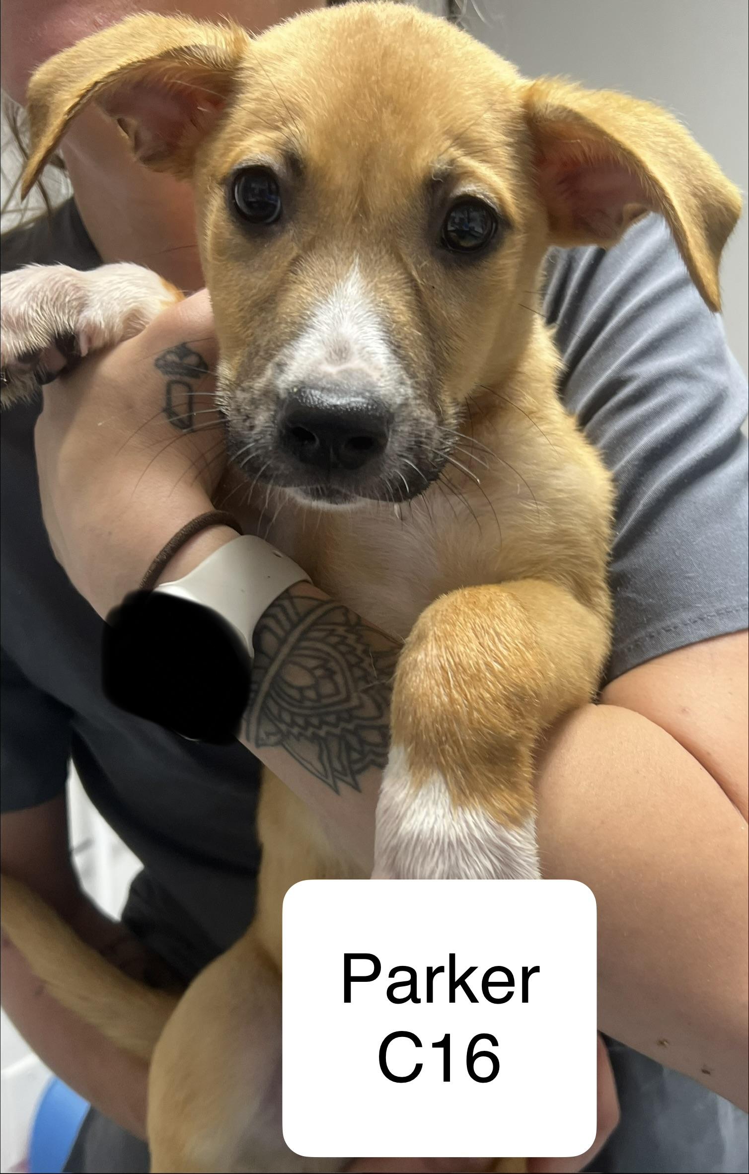 Enlarge Parker, a ADOPTABLE mixed breed in Morganton, NC image 1/1