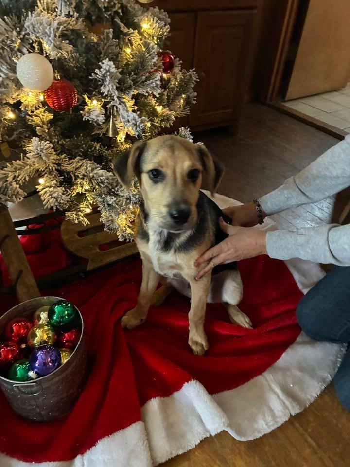 Rudy, Adoptable, Puppy Male Shepherd.