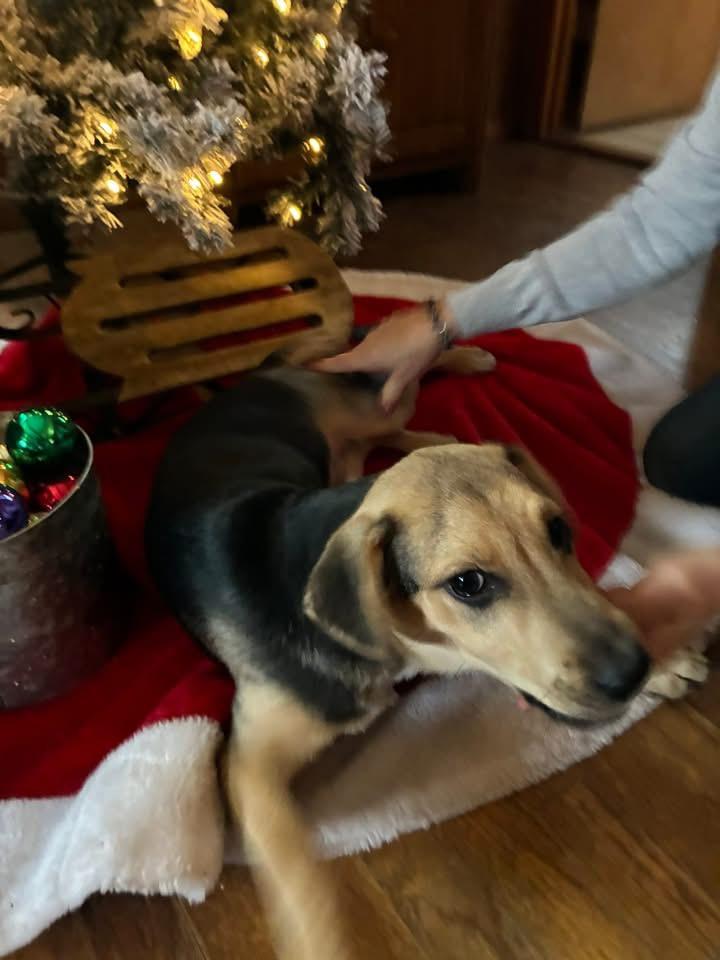 Enlarge Rudy, a Adoptable mixed breed in Berlin, NJ image 2/3