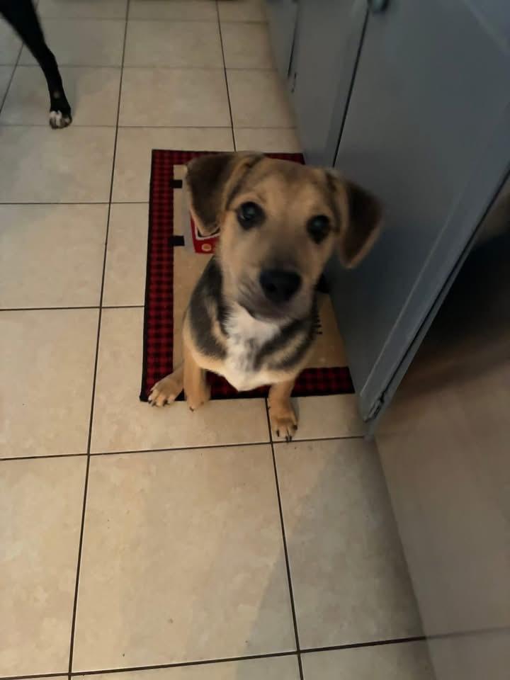 Enlarge Rudy, a Adoptable mixed breed in Berlin, NJ image 3/3