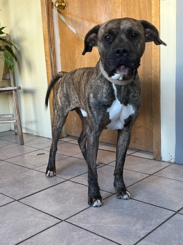 Chewy, Adult Male American Staffordshire Terrier