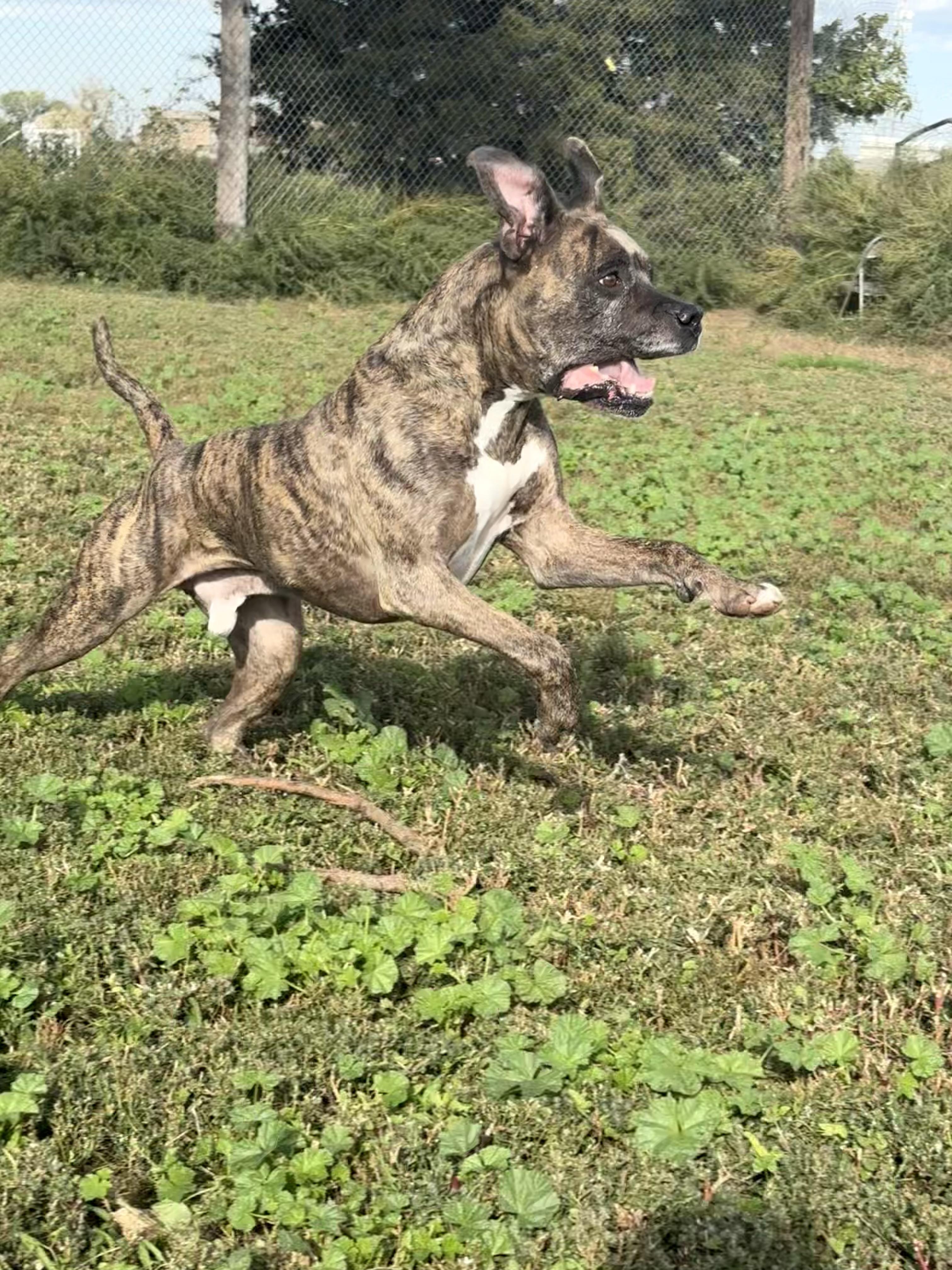 Chewy, an adoptable American Staffordshire Terrier in Grant, NE, 69140 | Photo Image 6