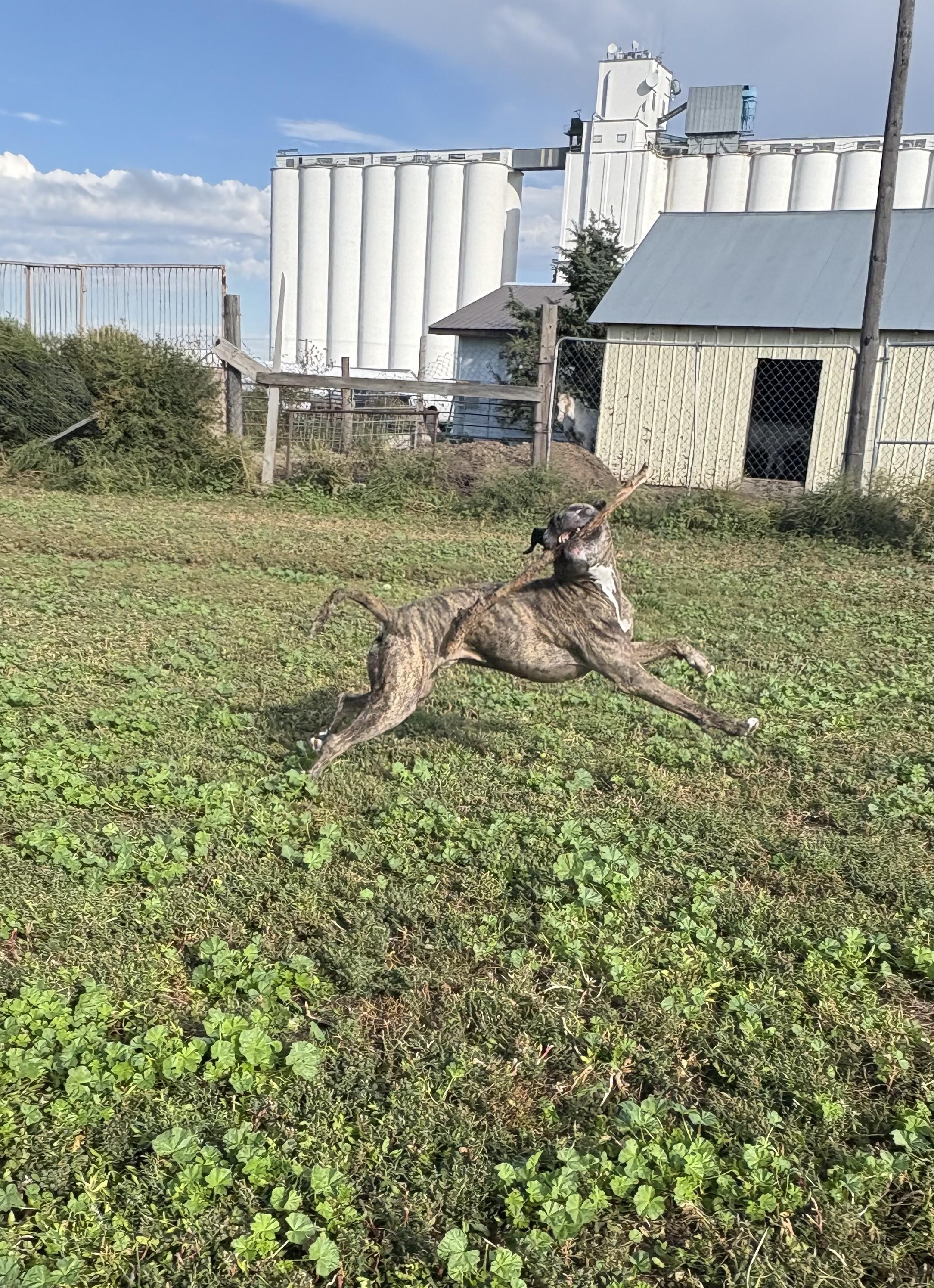 Chewy, an adoptable American Staffordshire Terrier in Grant, NE, 69140 | Photo Image 4