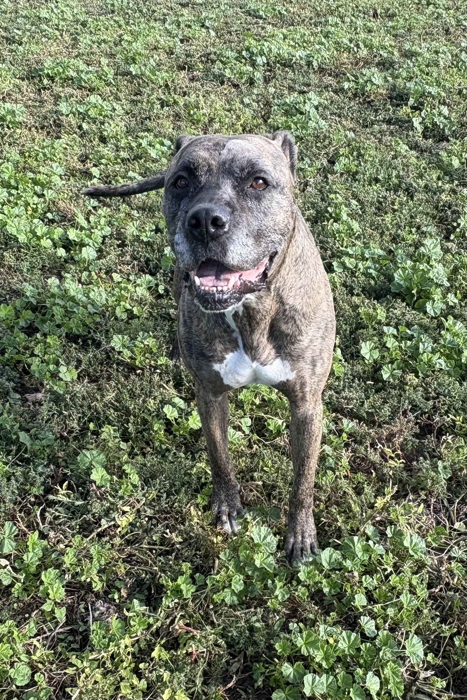 Chewy, an adoptable American Staffordshire Terrier in Grant, NE, 69140 | Photo Image 5