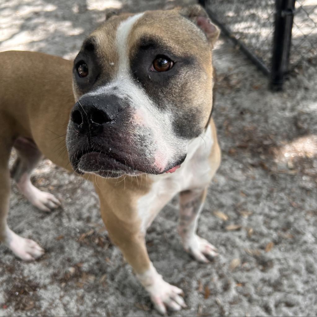 Cowboy, a Adoptable mixed breed in Port Charlotte, FL image 2/6