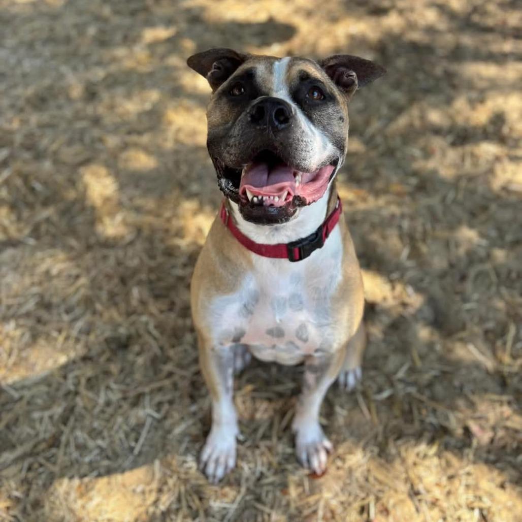Enlarge Cowboy, a Adoptable mixed breed in Port Charlotte, FL image 2/6