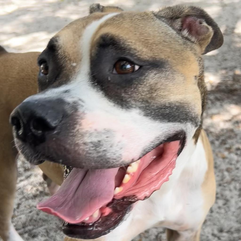 Cowboy, a Adoptable mixed breed in Port Charlotte, FL image 3/6