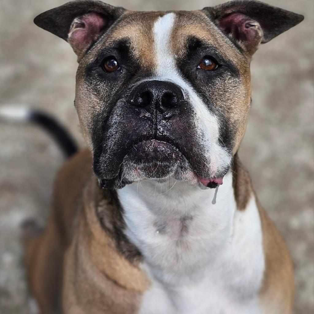 Enlarge Cowboy, a Adoptable mixed breed in Port Charlotte, FL image 4/6