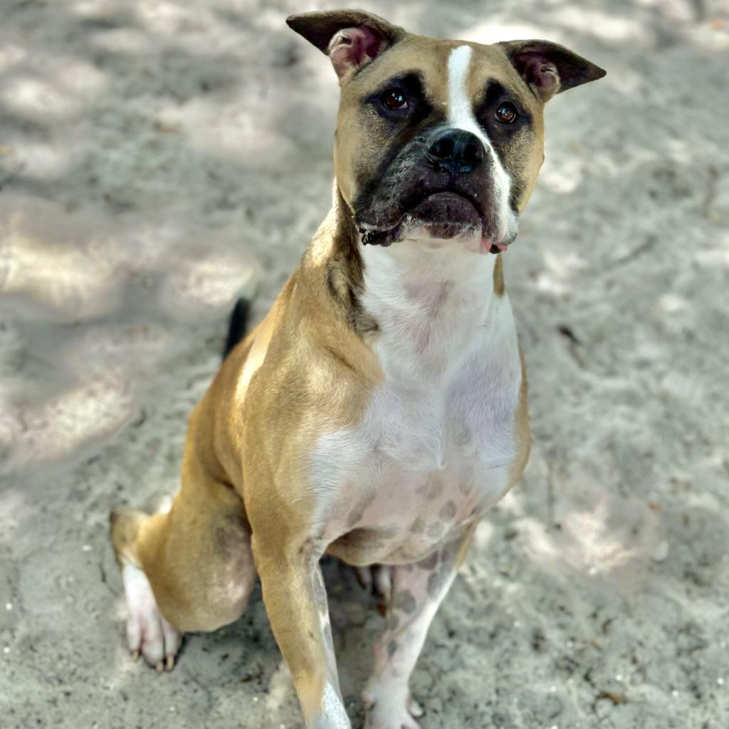 Enlarge Cowboy, a Adoptable mixed breed in Port Charlotte, FL image 6/6