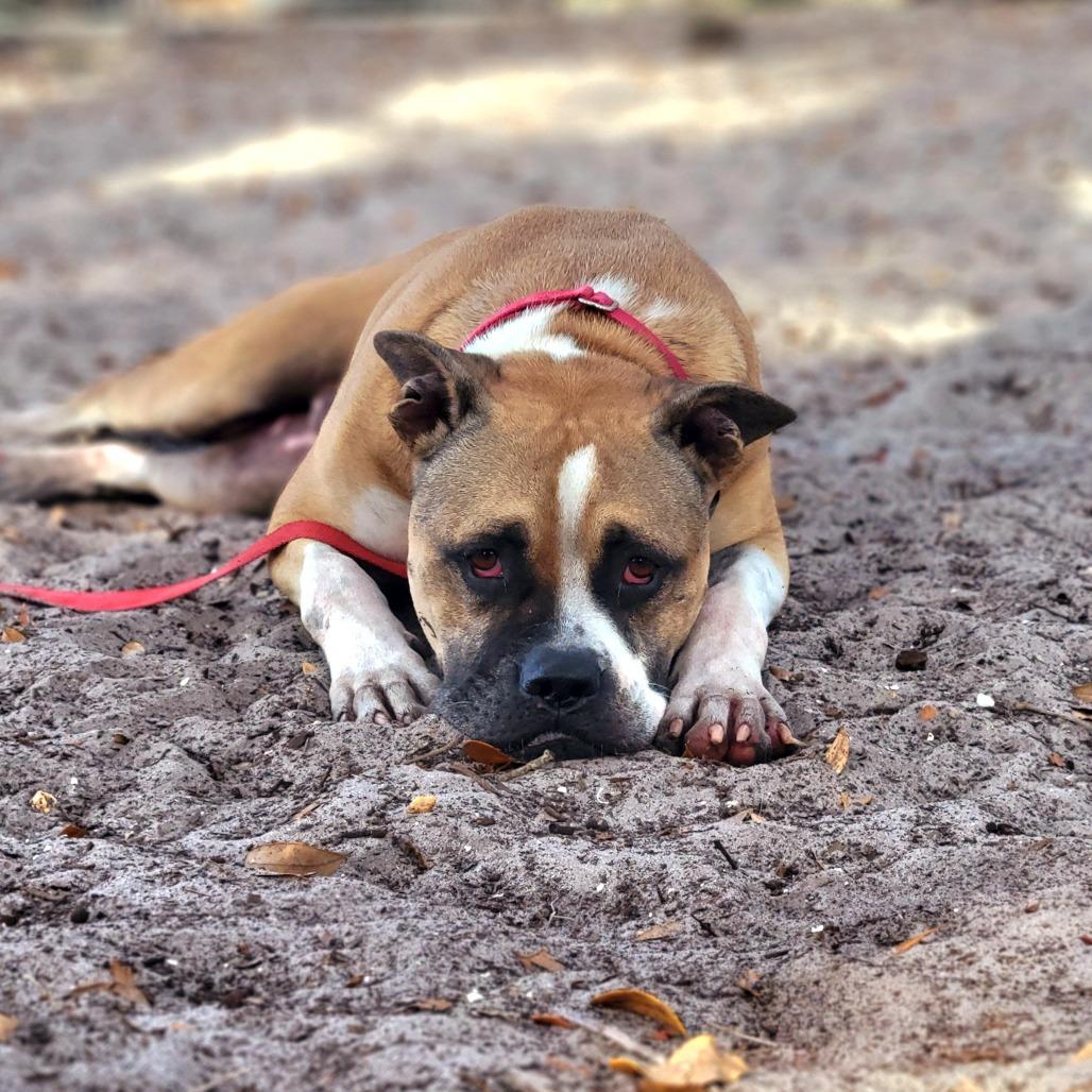 Cowboy, a Adoptable mixed breed in Port Charlotte, FL image 5/6