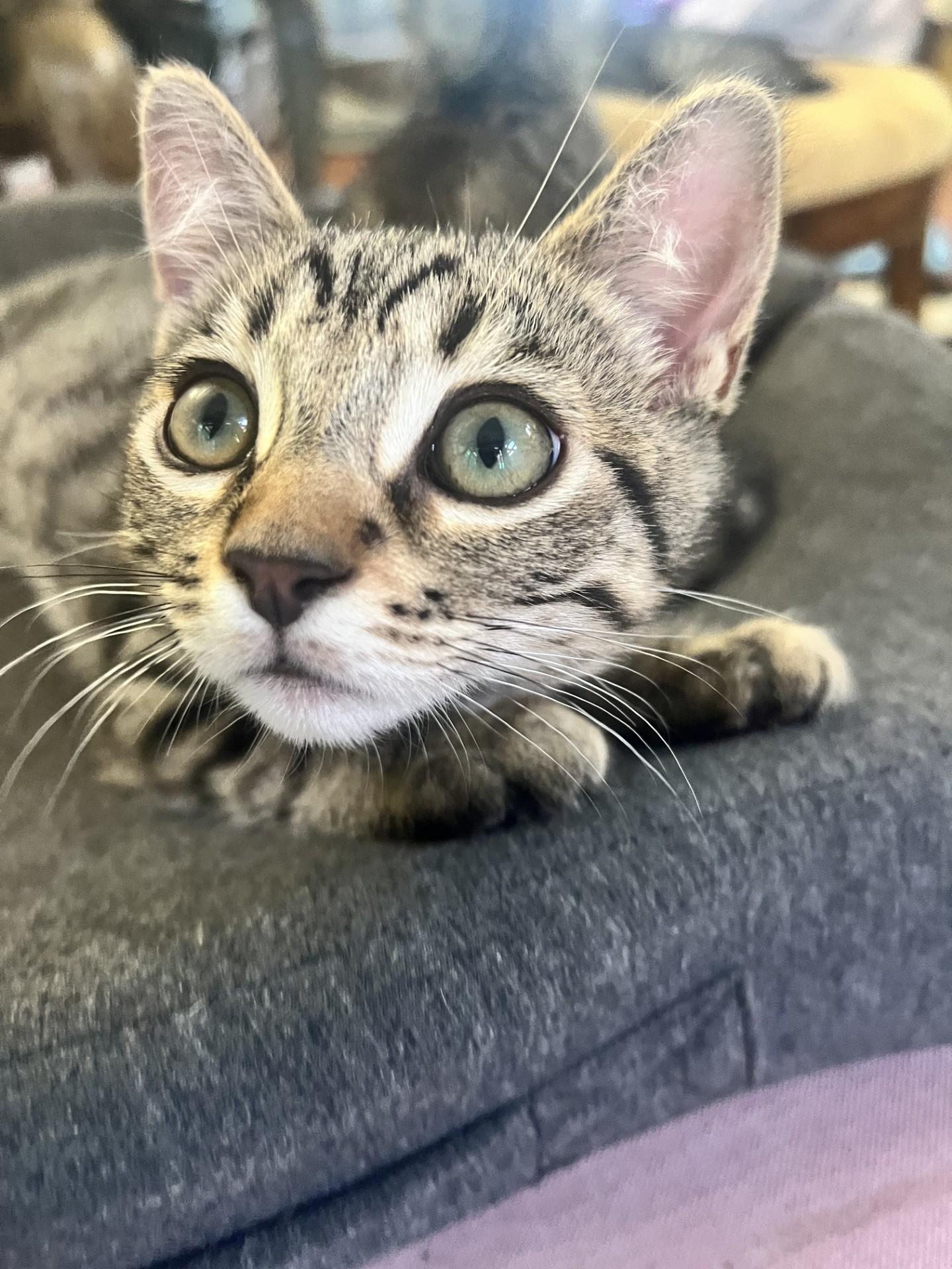 Juniper, Adoptable, Kitten Male Domestic Short Hair.