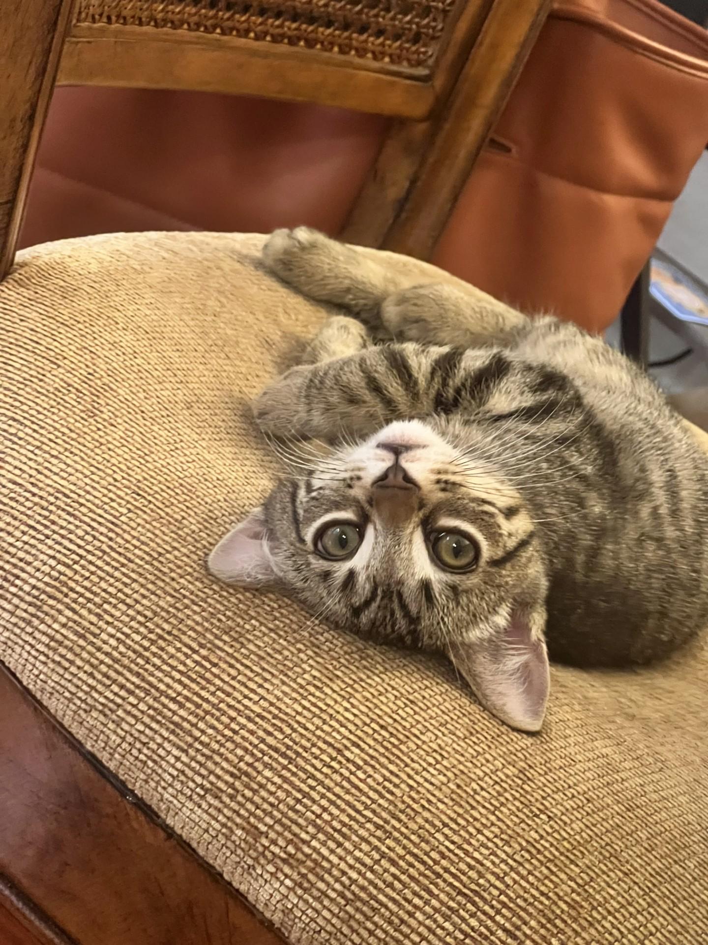 Juniper, a Adoptable Domestic Short Hair in Davis, CA image 2/4