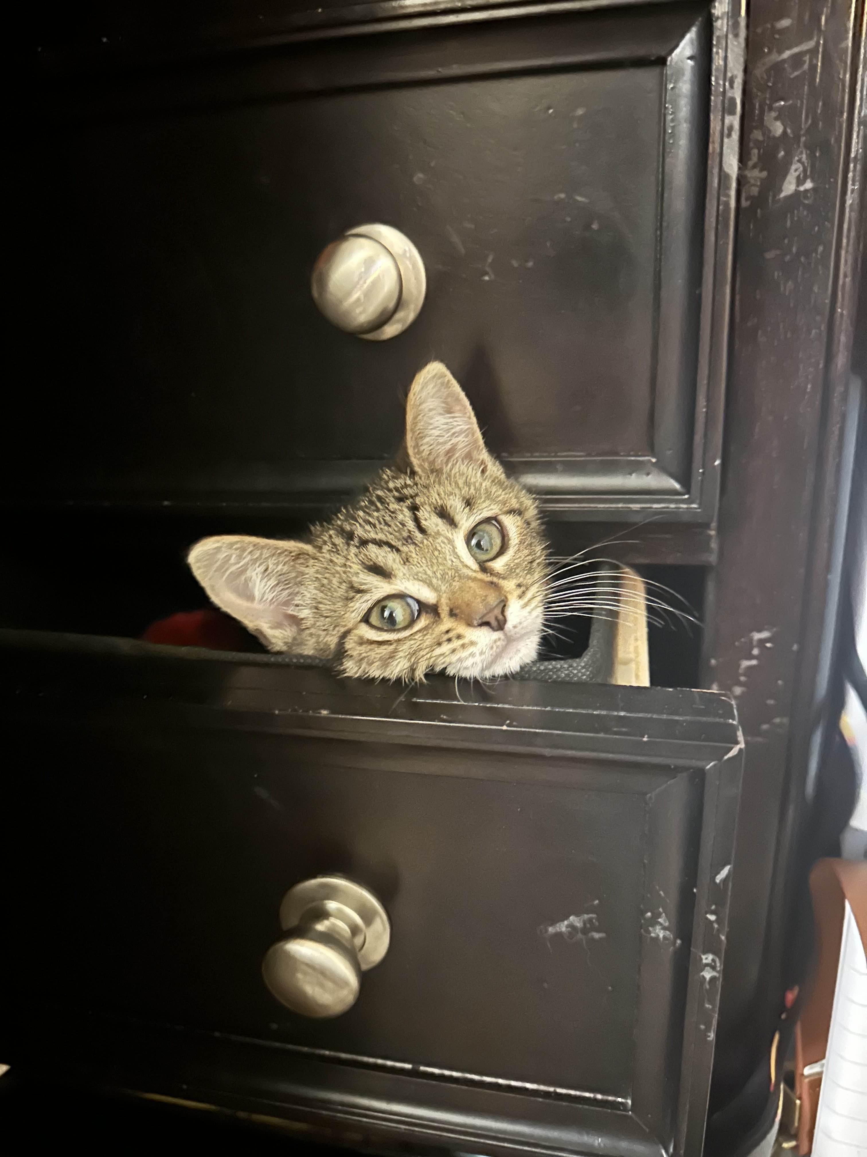 Juniper, a Adoptable Domestic Short Hair in Davis, CA image 3/4