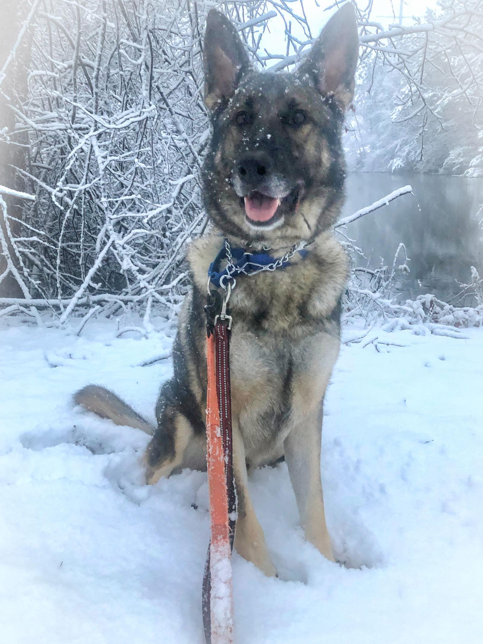 Duke 7431, Adoptable, Adult Male German Shepherd Dog.