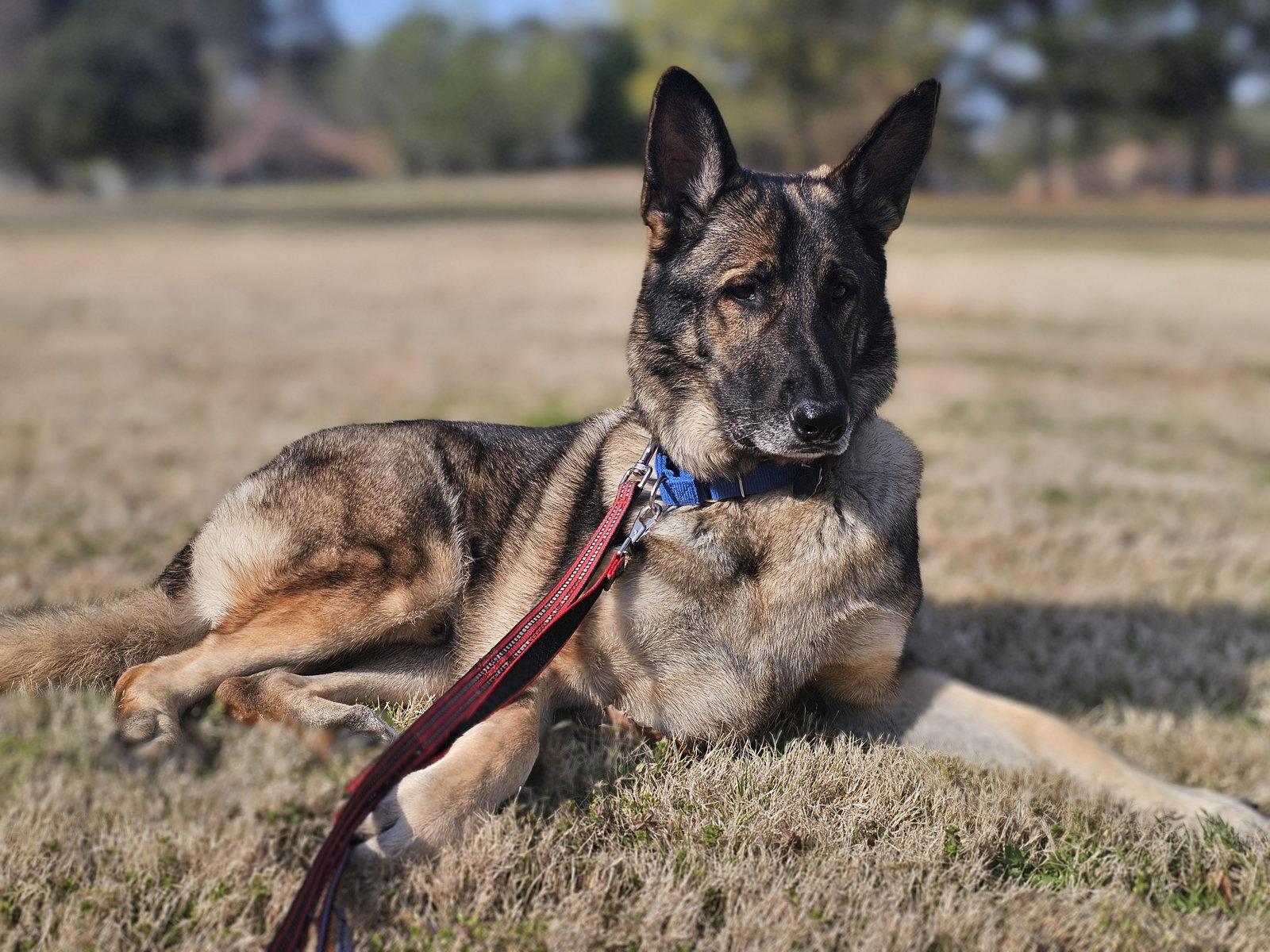 Duke 7431, Adoptable, Adult Male German Shepherd Dog.