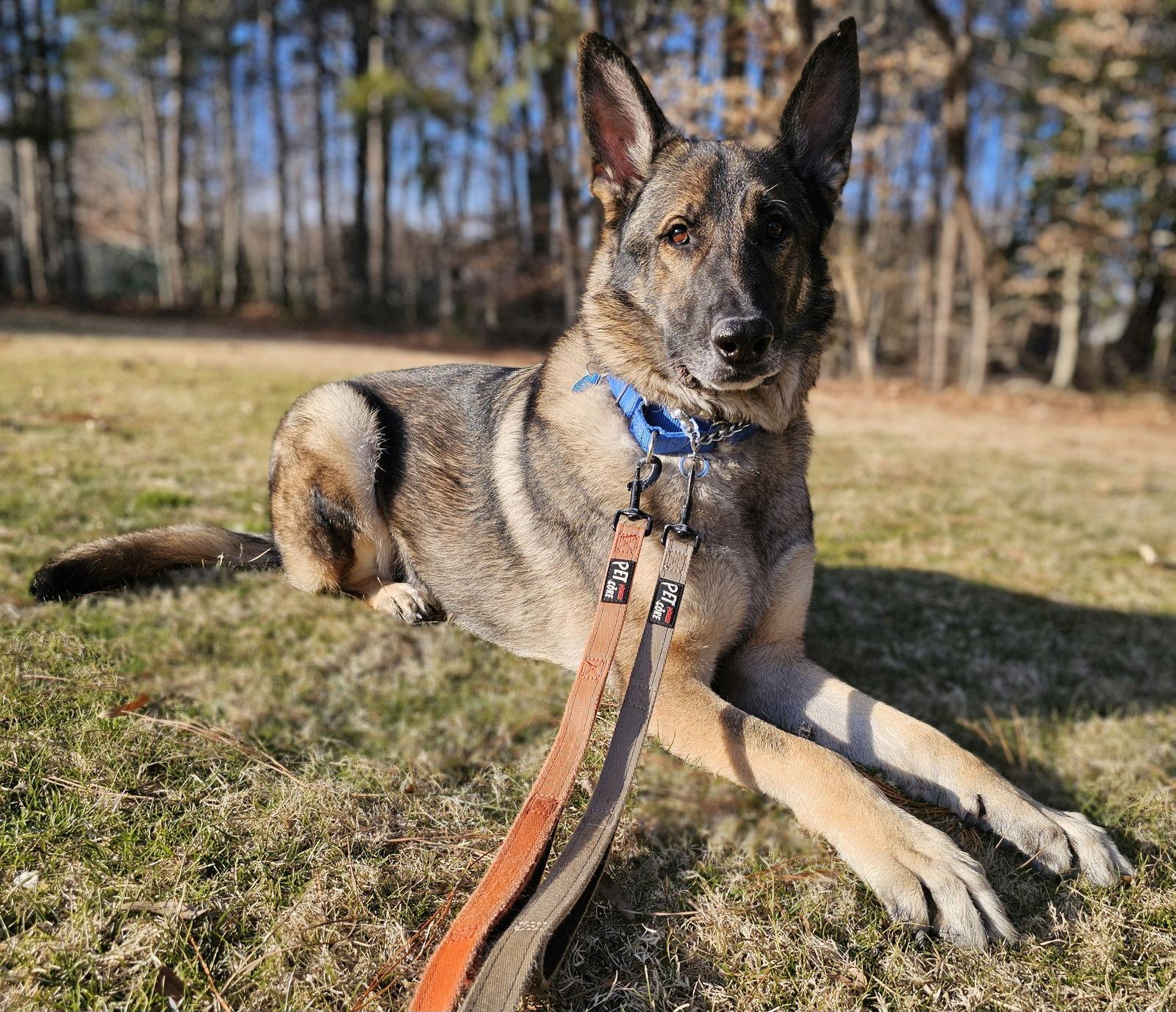 Enlarge Duke 7431, a Adoptable German Shepherd Dog in Centreville, VA image 1/3