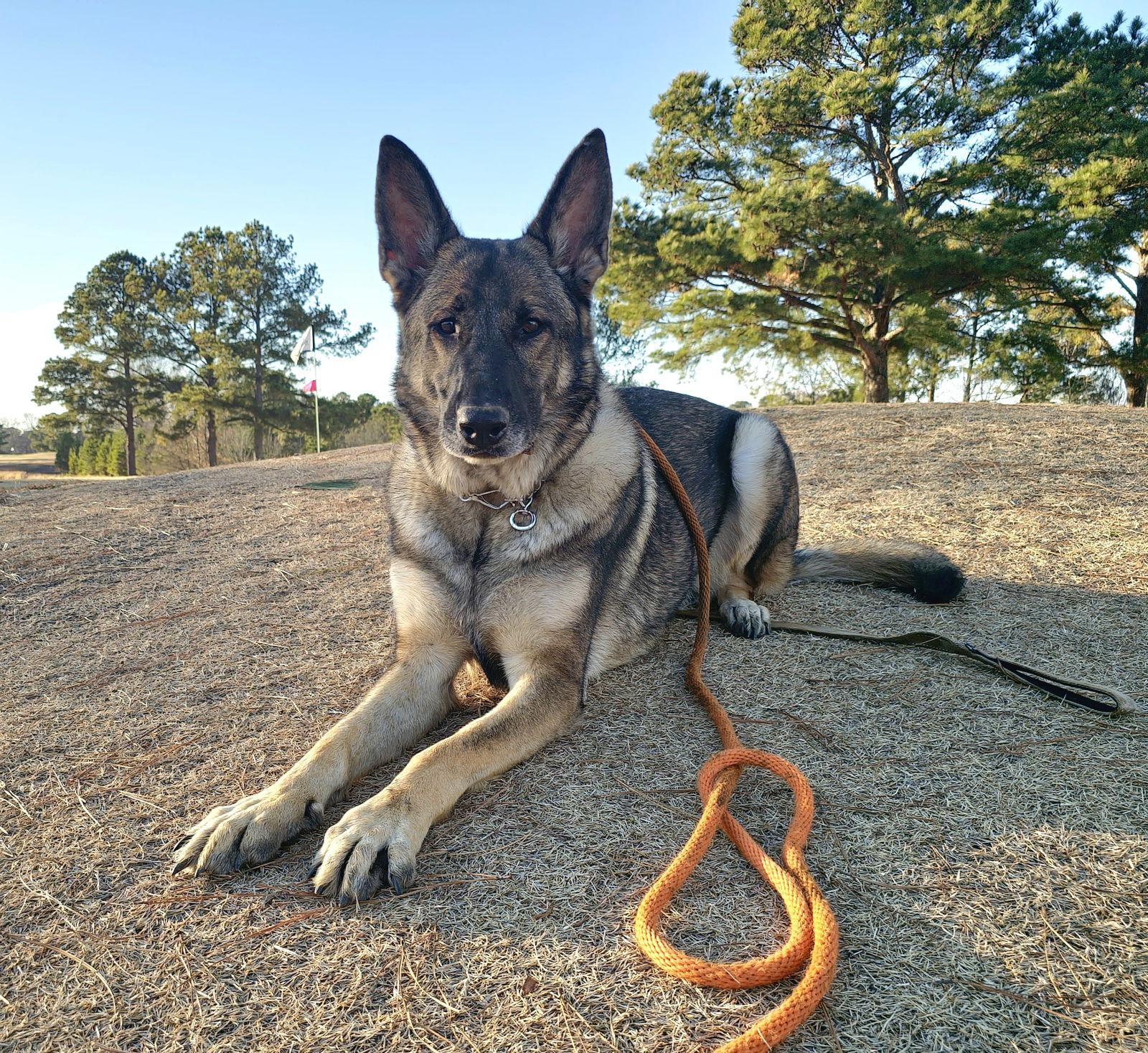 Enlarge Duke 7431, a Adoptable German Shepherd Dog in Centreville, VA image 1/3