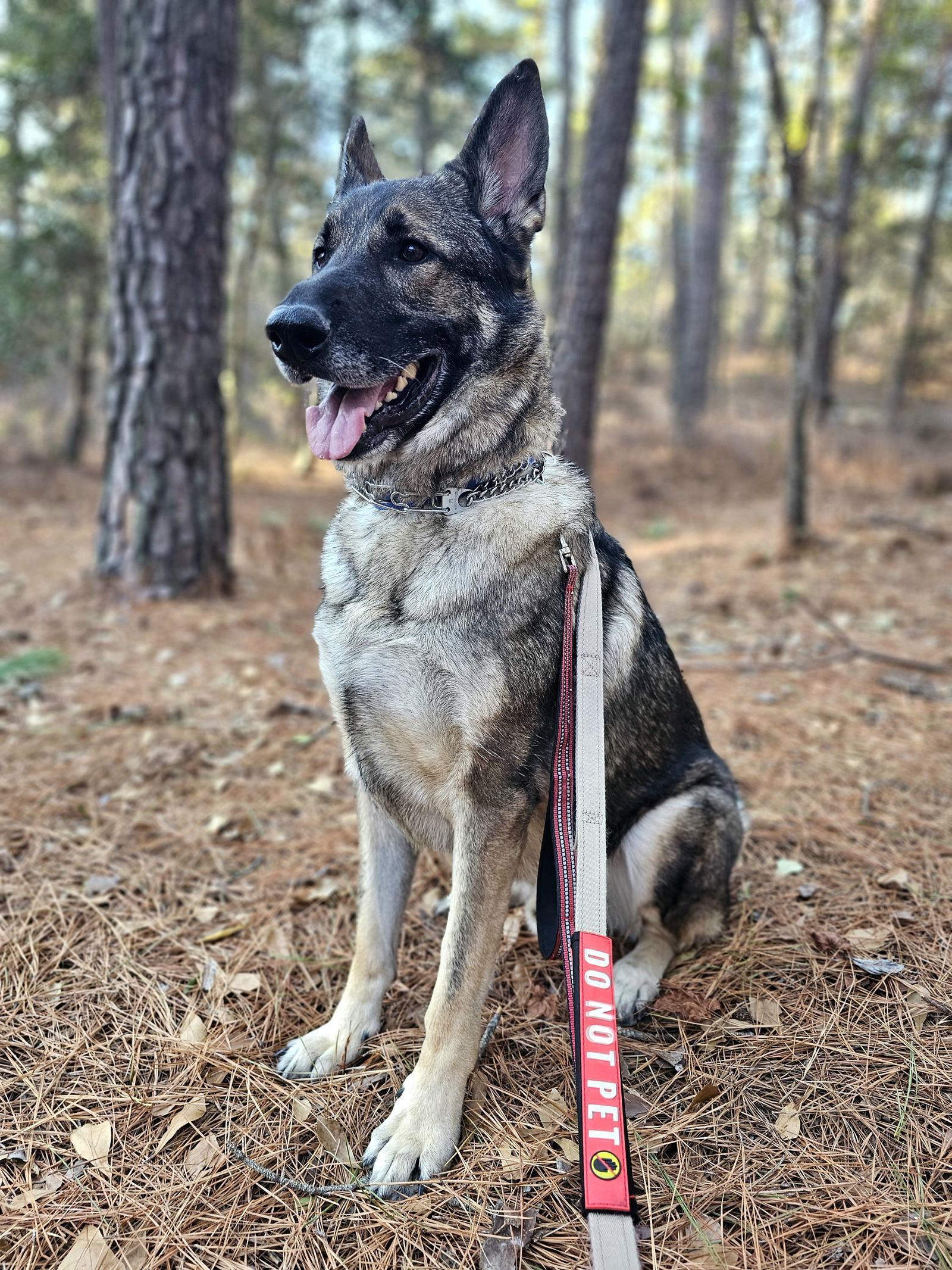 Enlarge Duke 7431, a Adoptable German Shepherd Dog in Centreville, VA image 2/3