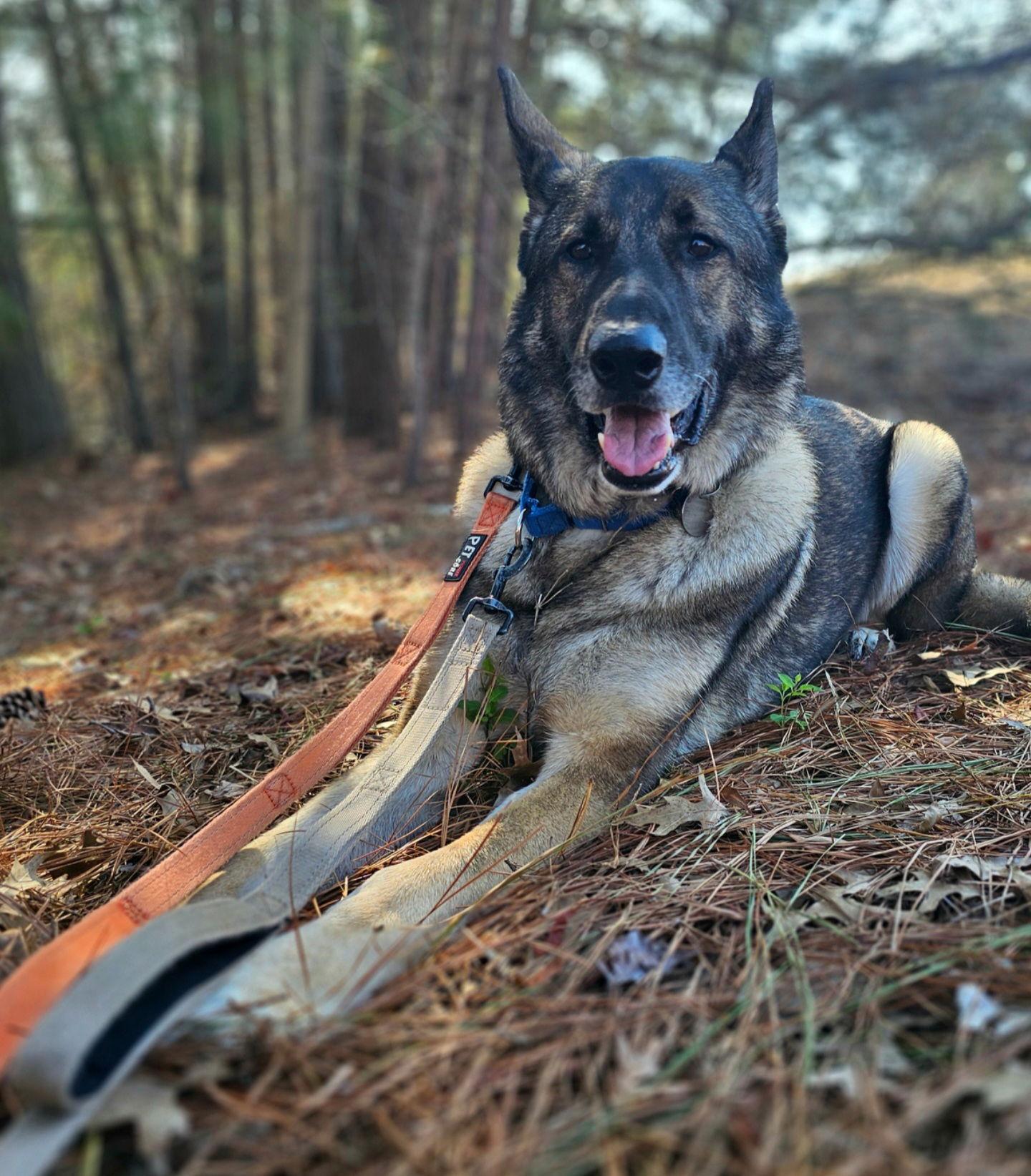 Enlarge Duke 7431, a Adoptable German Shepherd Dog in Centreville, VA image 2/3