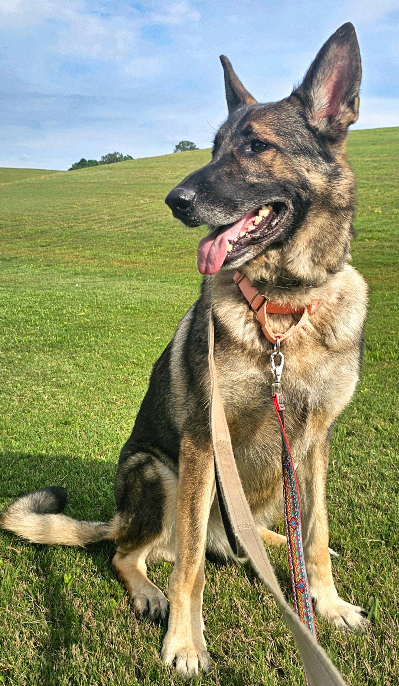 Duke 7431, Adoptable, Adult Male German Shepherd Dog.