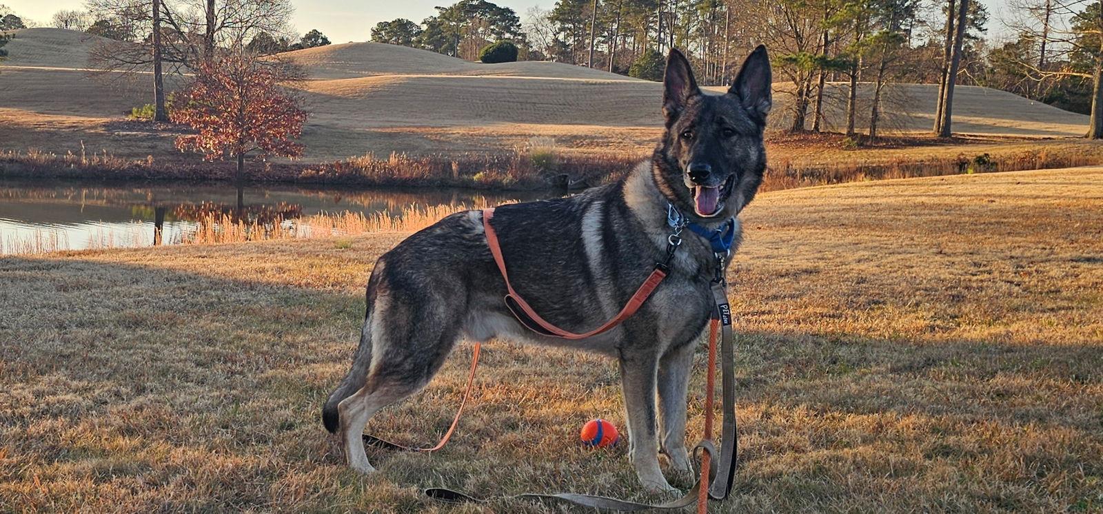 Enlarge Duke 7431, a Adoptable German Shepherd Dog in Centreville, VA image 2/3